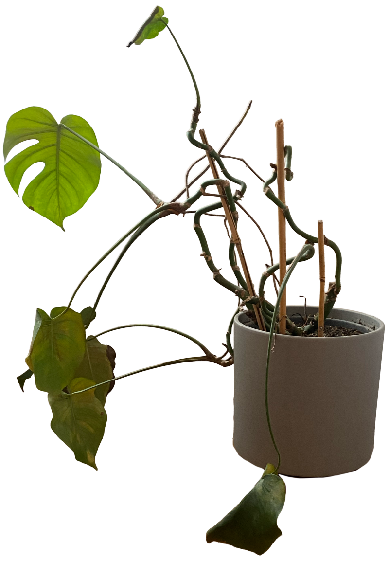 Large Monsterra... teetering health